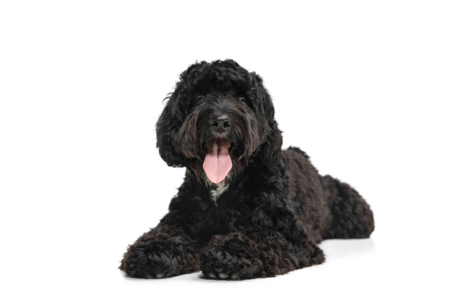 Top 5 Best Collars for Goldendoodles: A Guide to Choosing the Right Collar
